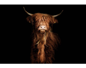 Fototapete mit einem majestätischen schottischen Highlander auf dunklem, schwarzem Hintergrund. Die kraftvolle Silhouette des Ochsen erzeugt einen dramatischen Effekt im Schlafzimmer.