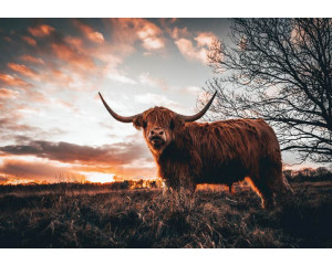 Eine Fototapete mit einem schottischen Highlander in einer weiten Landschaft mit untergehender Sonne.