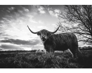 Schottischer Highlander in Schwarz-Weiß, fotografiert bei Sonnenuntergang in einer weiten Heidelandschaft, Fototapete für einen robusten natürlichen Look.