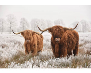 Schottische Hochlandbewohner grasen friedlich auf einer üppigen Wiese, umgeben von ausgedehnten Heidelandschaften.