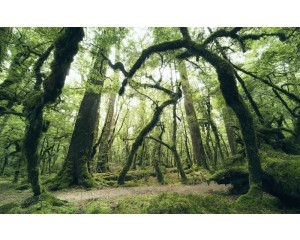 Ein geheimnisvoller Wald auf Fototapete mit magischer Atmosphäre.