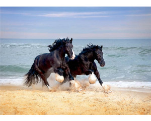 Fototapete Shire Horses entlang des Strandes