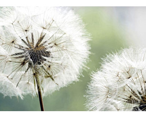 Fototapete Ornate Dandelion im Detail