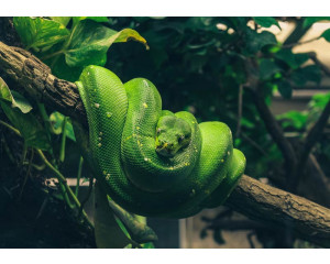 Eine Schlange schlängelt sich durch grünes Laub, das auf dieser Fototapete detailgetreu wiedergegeben wird.