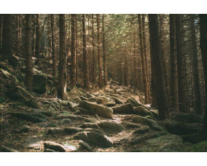 Fototapete mit Steinen, die über einen dichten Wald verteilt sind, mit grünem Laub, das die Natur zum Leben erweckt.