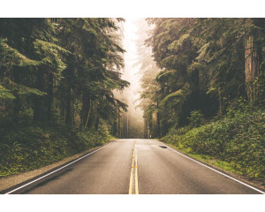 Eine Fototapete von einer amerikanischen Straße, die durch einen Wald führt, erstellt in einem 3D-Stil für zusätzliche Tiefe.