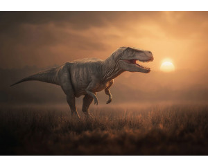 Fototapete T-Rex in der Abendsonne mit einem realistischen Dinosaurier in der Graslandschaft bei Sonnenuntergang.
