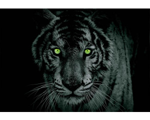 Fototapete von Unterwassertieren in einem Aquarium, ideal für Kinder.