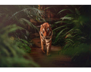 Fototapete eines majestätischen Tigers, der durch den Regenwald streift, umgeben von üppigem Dschungel und Natur, mit Aufmerksamkeit für jedes Detail der Umgebung...