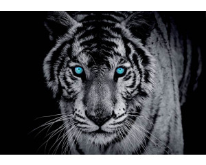 Blauäugiger Tiger, dargestellt in Schwarz-Weiß auf einer beeindruckenden Fototapete.