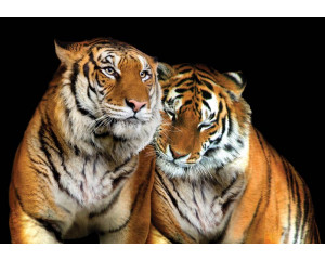 Tiger, Wildtiere, Natur Fototapete, ideal für einen abenteuerlichen Raum.