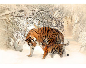 Tiger im Schnee in den Urwäldern Russlands, Fototapete mit einem kühlen, winterlichen Thema.