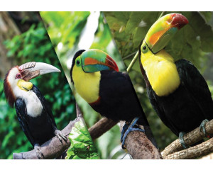 Fototapete mit verschiedenen Tukanen, wobei der Schwerpunkt auf den farbenfrohen und exotischen Vögeln liegt.
