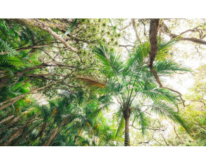 Dichtes Laub und hohe Bäume in einem tropischen Wald, dargestellt in dieser Fototapete für eine abenteuerliche Atmosphäre.