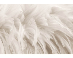 Fototapete mit Federn auf Vliestapete, mit einem weichen und eleganten Look.