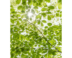 Frühlingswald-Sonnenschein-Fototapete mit einer Frühlingswaldlandschaft und strahlendem Sonnenlicht.