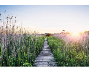 Fototapete Wanderweg in der Abendsonne mit einem Holzweg zwischen hohem Gras und einem warmen Sonnenuntergang.