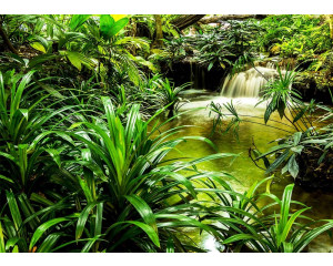 Fototapete eines Wasserfalls zwischen tropischen Grünpflanzen im Dschungel.