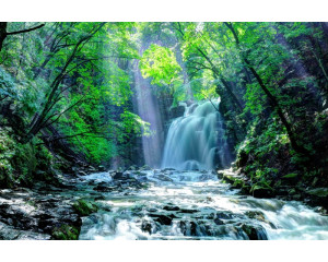 Fototapete von einem Wasserfall in einem sonnigen Wald, wo das Wasser durch einen Regenwald und Dschungel fließt.