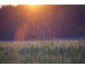 Weide und Gras Landschaft Fototapete, eine beruhigende Naturszene mit grünen Feldern und weichen Texturen.