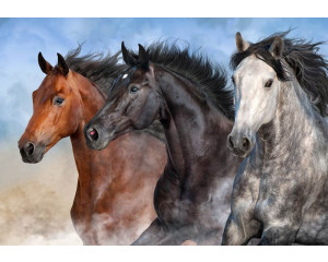 Fototapete von wilden Pferden, die durch eine weite Naturlandschaft galoppieren.