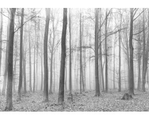 Fototapete eines Winterwaldes mit Bäumen, ruhiger und kühler Atmosphäre.