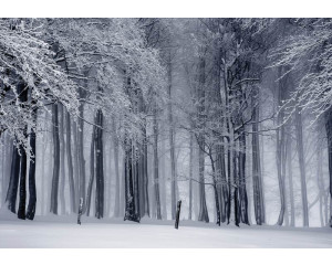 Fototapete eines Winterwaldes mit verschneiten Bäumen, beruhigende Natur.