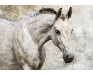 Fototapete eines weißen Pferdes, anmutig und elegant.