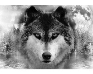 Schwarz-weiße Fototapete mit einem Wolf in einem natürlichen Wald, ideal für einen beruhigenden Raum.