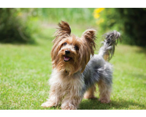 Fototapete mit einem Yorkshire Terrier in einem detaillierten und natürlichen Stil.