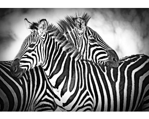 Zebras in schwarz-weiß, Natur-Fototapete mit afrikanischem Flair und wilden Tieren.