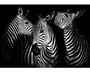 Fototapete mit Zebras, schwarz-weißes Tiermuster.