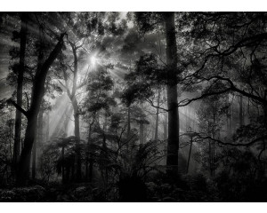 Fototapete Sonnenstrahlen im dunklen Wald