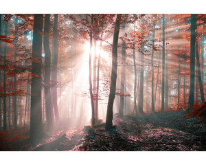 Fototapete mit Sonnenstrahlen, die durch die Bäume eines Herbstwaldes brechen, die eine malerische Naturlandschaft darstellen.