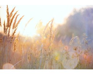 Fototapete Strand mit Dünen und Meer mit Blick auf Sand, Strandgras und schimmernde Wellen.