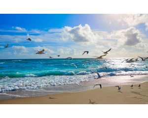 Fototapete von sonnigen Wellen, die den Strand erreichen, mit Möwen, die am Himmel über dem Meer aufsteigen.