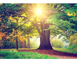 Fototapete, die einen sonnenbeschienenen Park am Morgen mit einem schönen Baum zeigt.