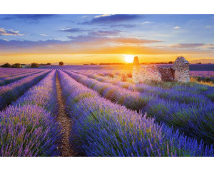 Sonnenuntergang über einem Lavendelfeld, mit Blumen, die den Horizont ausfüllen, abgebildet auf einer Fototapete.