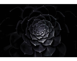 Fototapete eines Gemäldes mit einer schwarzen Blume, künstlerisch und detailliert.