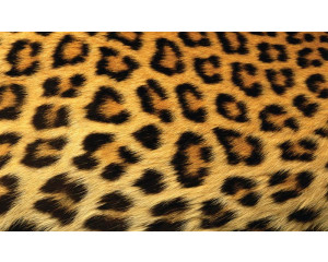 Leoparden-Tapete mit einer detaillierten Darstellung eines Pantherfells, ideal für ein Naturthema.