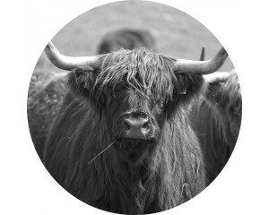 Schotse hooglander afgebeeld op een landelijke behangcirkel, perfect voor een natuurlijk interieur.