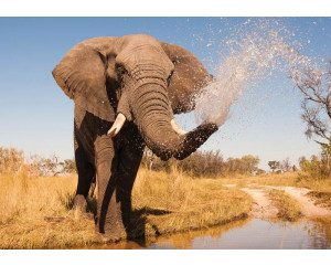 Afrikanischer Elefant auf einer Fototapete, mit einem wilden und kraftvollen Charakter.