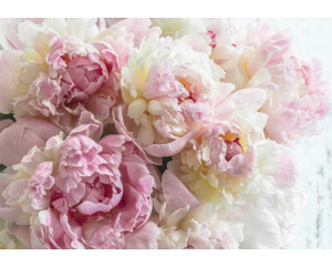 Rosa Pfingstrose Tapete, Blumen und Rosen, elegant und anspruchsvoll.