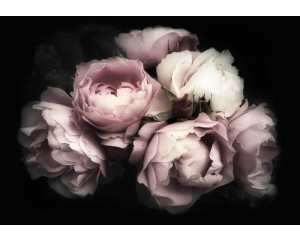 Rosen-Tapete mit einem Blumenstrauß und Pfingstrosen, stimmungsvoll und romantisch.