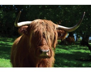 Schottische Highlander Fototapete, Tiere in ihrem natürlichen Lebensraum.