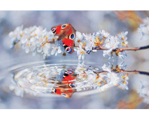 Schmetterling Reflexion Fototapete, mit einer natürlichen Darstellung von Schmetterlingen und Blumen über Wasser.
