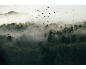 Vögel im Nebel Fototapete mit Wald, Bäumen und einer mystischen Landschaft.
