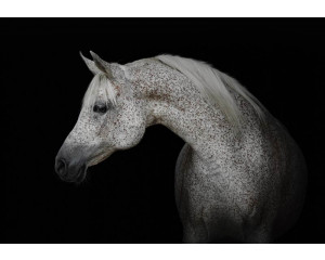Fototapete von einem weißen Pferd im Schnee, Blumen im Hintergrund.