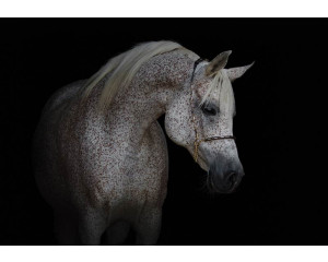 Weißes Pferd Fototapete, kraftvoll und elegant.