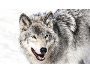 Wolf im Schnee, Wildtiere Fototapete.